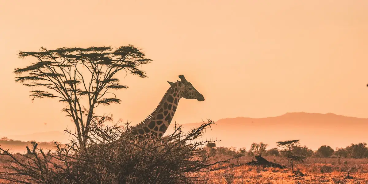 Eagle Venture Safaris Website - Image 3